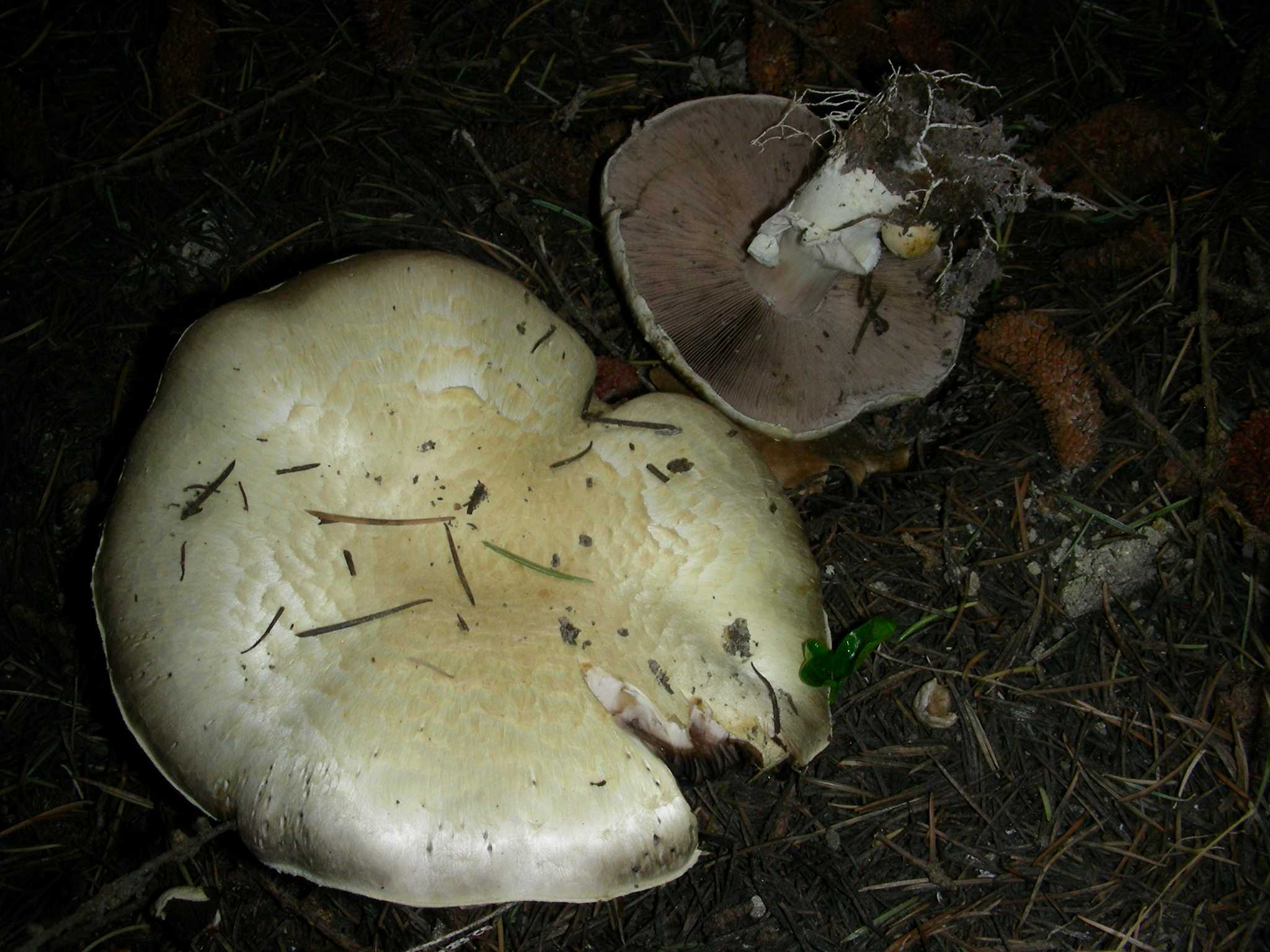 1626 Aprile vecchio ritrovamento